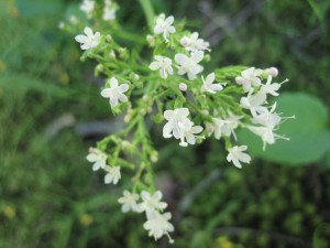 pflanzenjuni08a-145 pflanzenjuni08a-145